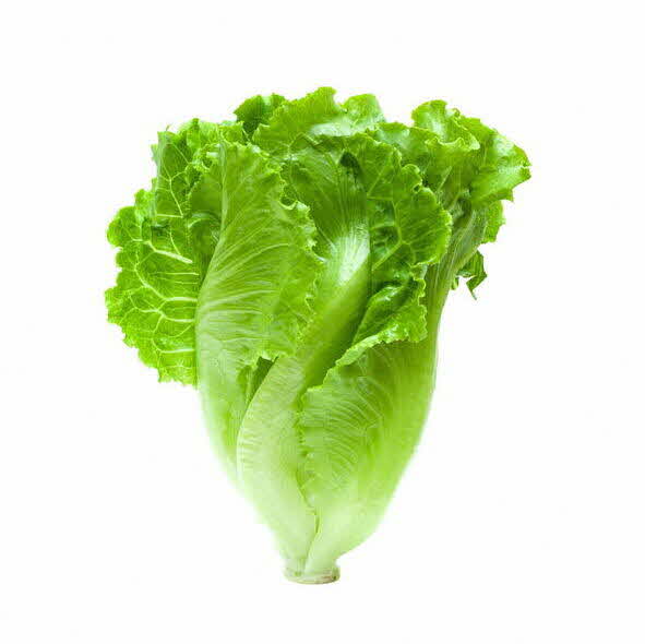 Healthy leafy greens romaine lettuce